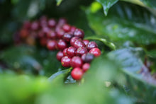 Load image into Gallery viewer, Slough Blend